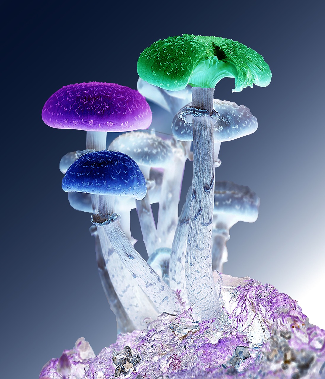 动态壁纸精灵，为你的屏幕注入灵魂的魔法使者