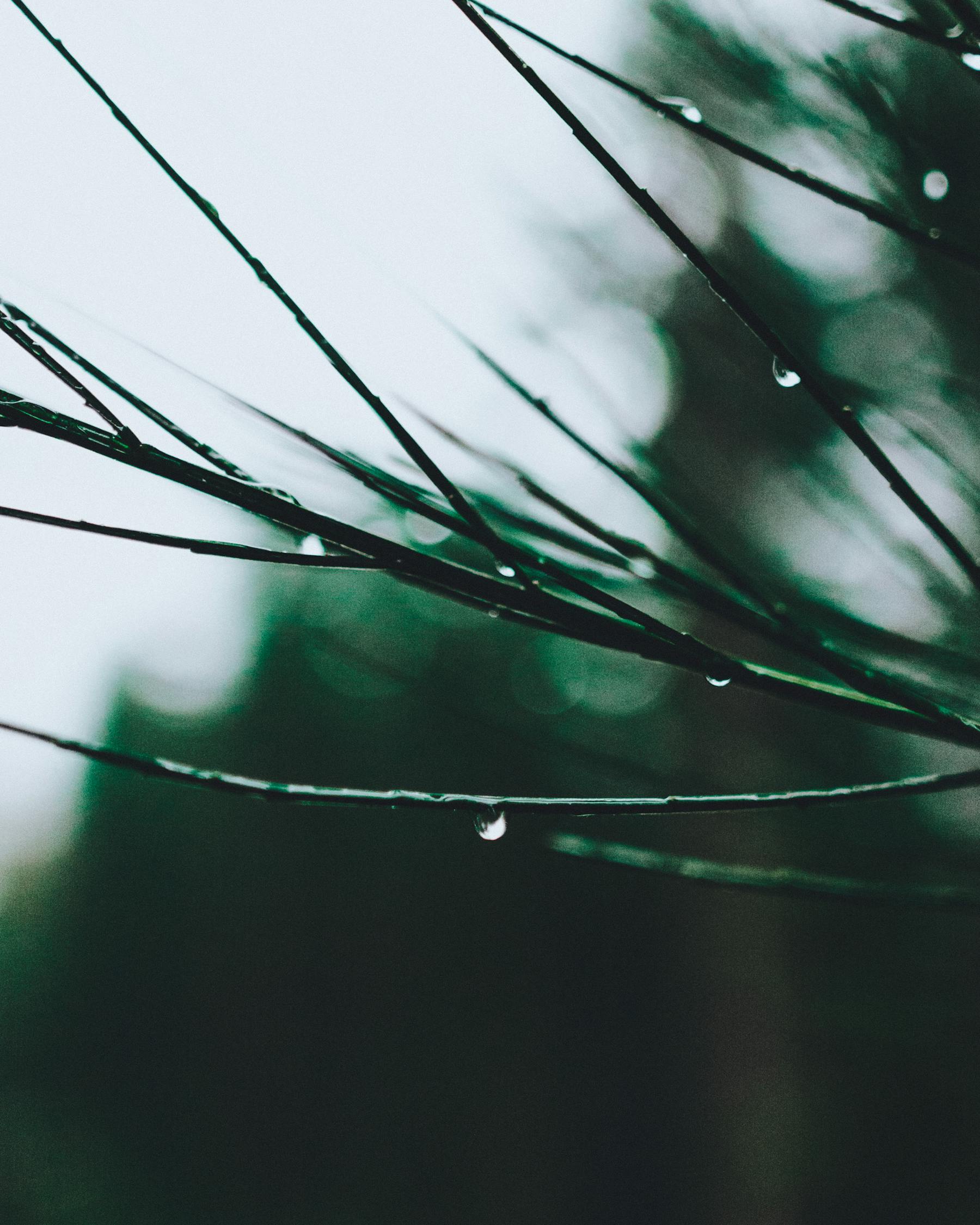 雨后的故事，水珠与世界的对话