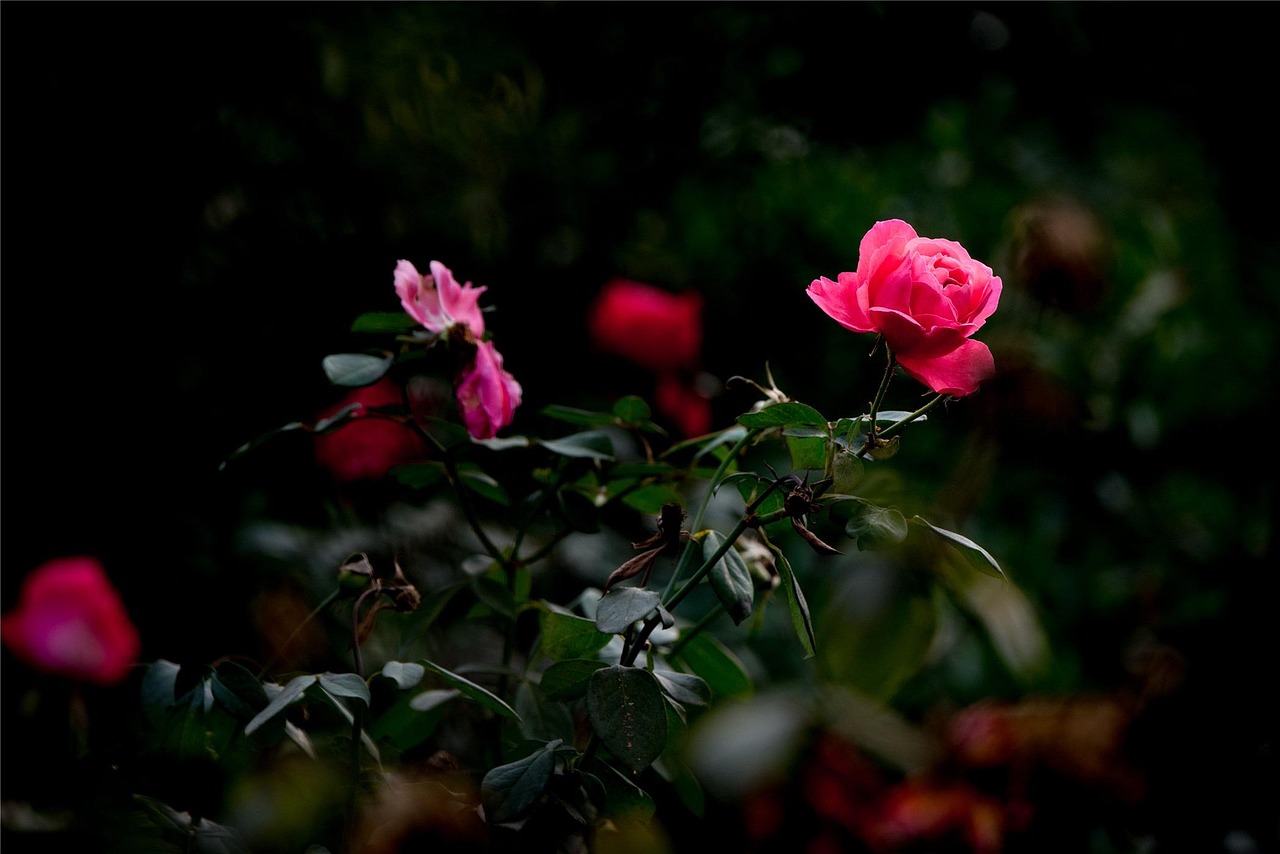 月季花开,四季如春,探索月季的宣传语魅力