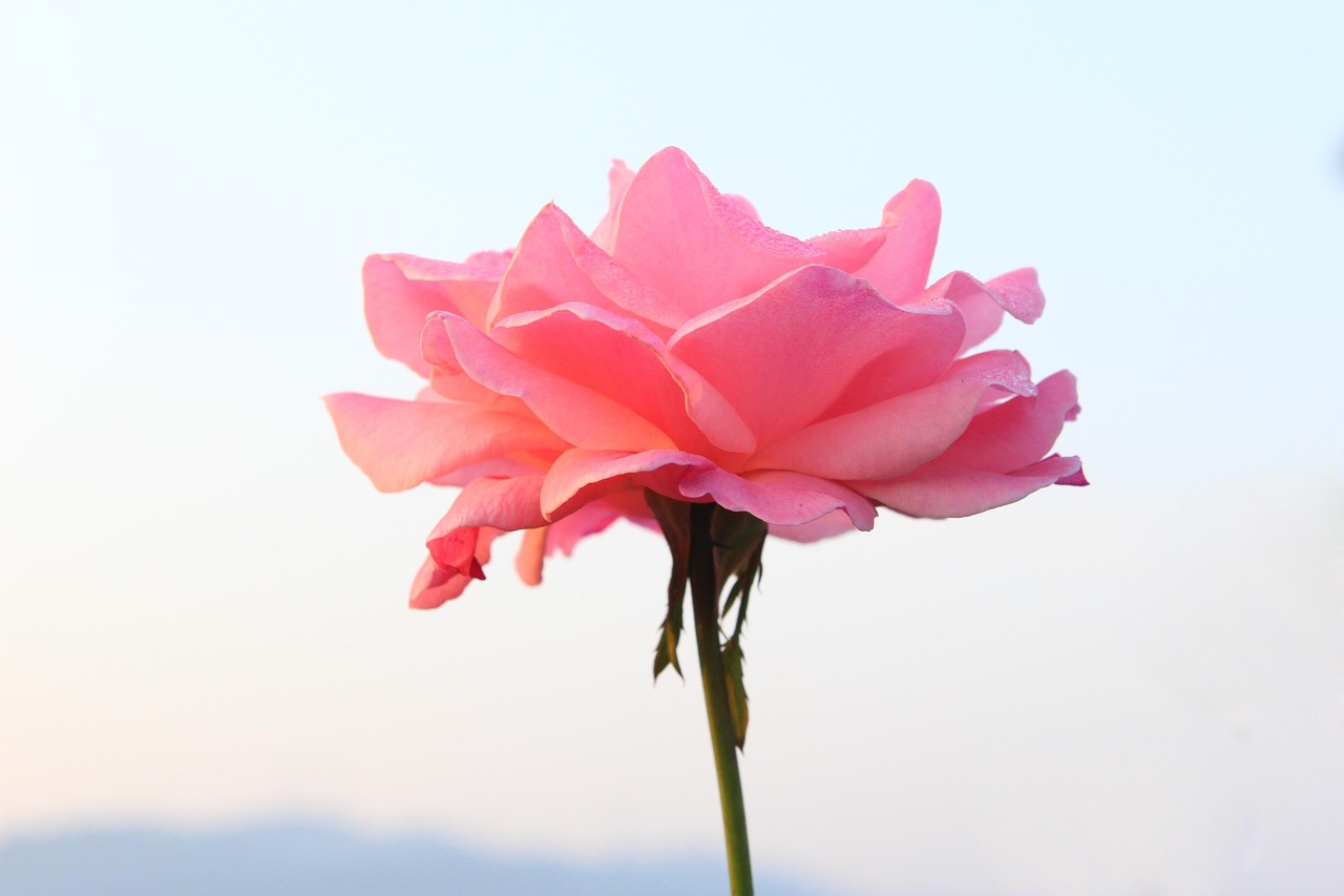 月季花开,四季如春,探索月季的魅力与养护秘诀